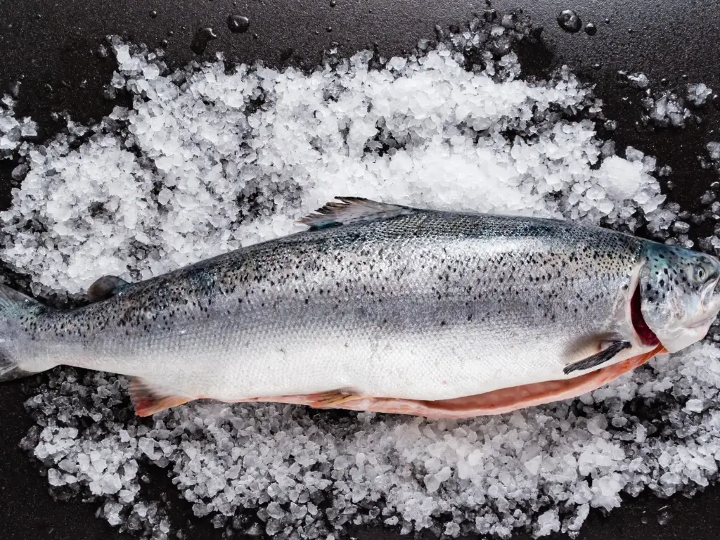 Fresh Norway Salmon Whole Round (Gutted & Scaled)