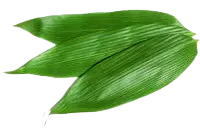 Frozen Sasa Leaf