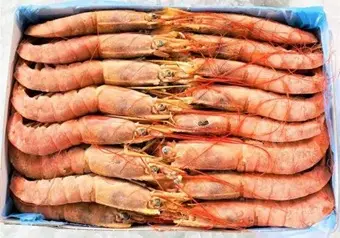 Argentina Red Shrimp L1