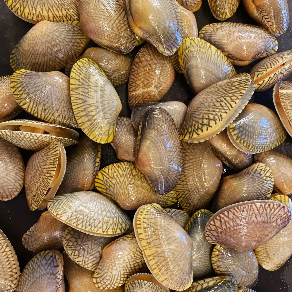 Flower Clam IVP 31/40 - 500g/pkt