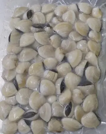 White Clam With Shell 40/60