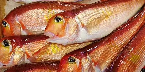 Fresh Amadai, Tilefish 