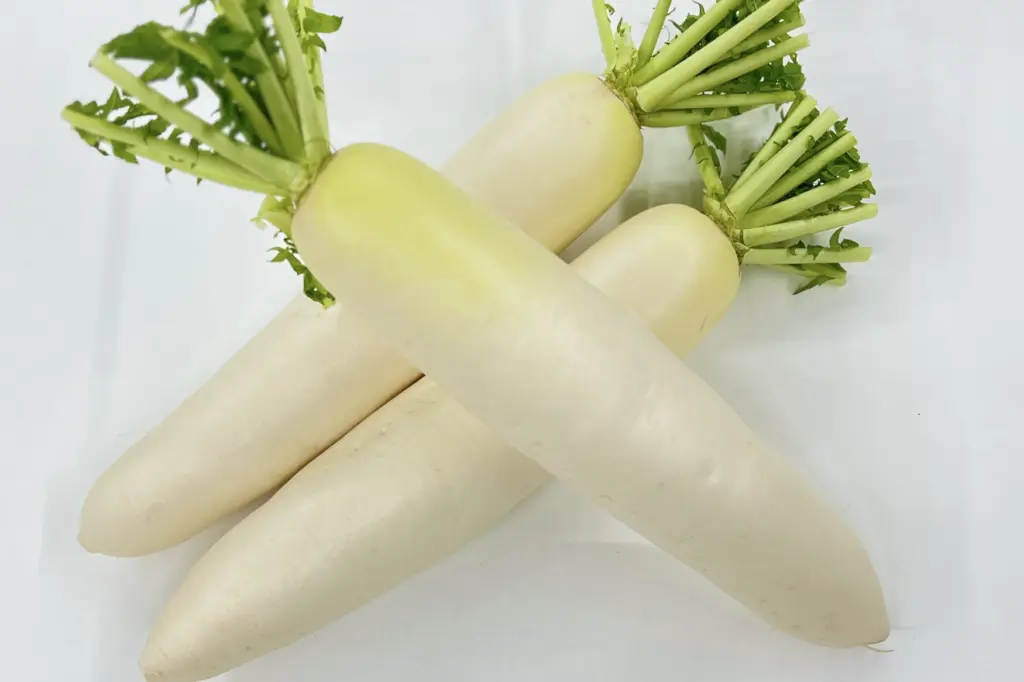 Fresh Japan Daikon (White Radish)