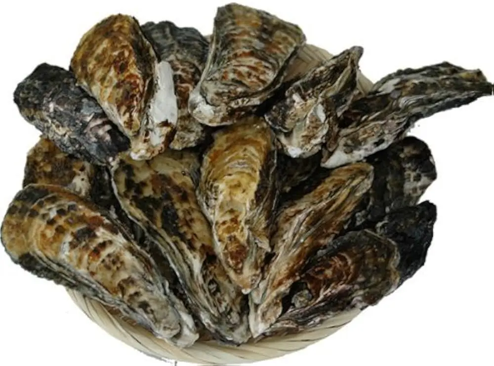 Japan Hyogo Oysters 40-59g (10Kg/Ctn)