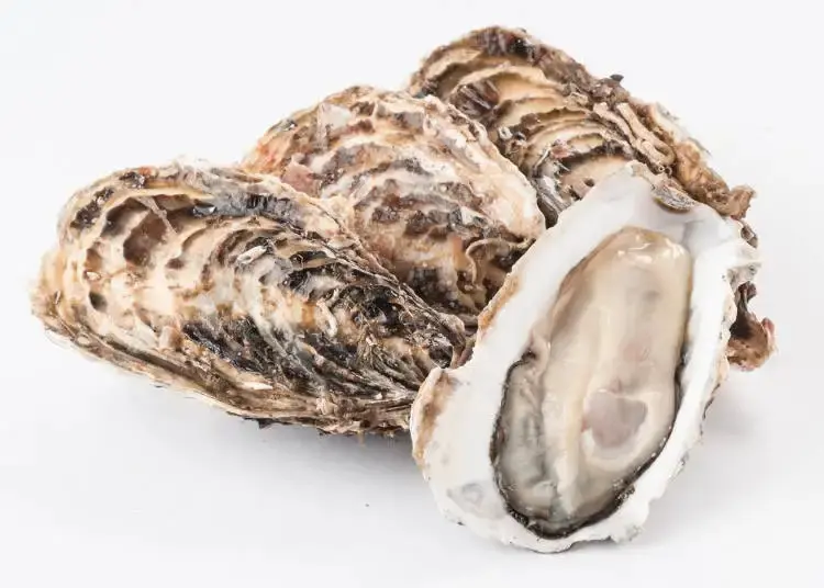 Japan Miyagi Oysters - Sanyosuisan 50-70g