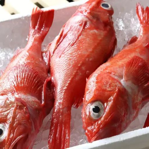 [DHY-FF-006] Whole Round Thornyhead Rock Fish (Kinki) 500-600g