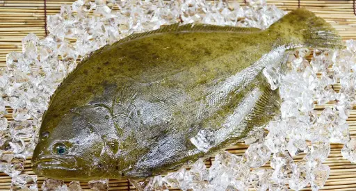 [FBI-FF-005] Fresh Hirame Whole Round